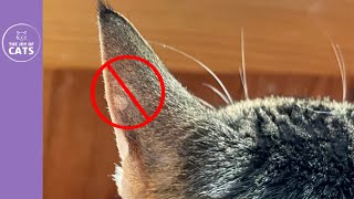 The Wrong Way To Get Rid of Cat Ringworm