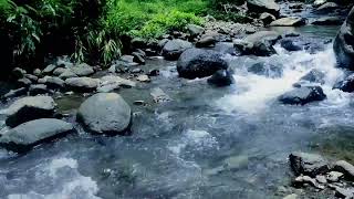 Soothing River Sounds, Birds Singing. Relaxing Nature Sounds for Sleep.