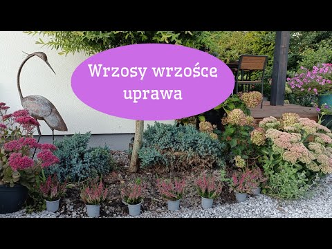 Heather cultivation - September in the garden walk