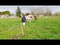 NINO DU BOIS BOURDIN double poney mâle 1 an PP