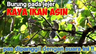Download lagu Suara Pikat Trucuk Ribut Kombinasi Burcil Ribut||Suara Pikat Burung Kecil mp3 Download lagu Suara Pikat Trucuk Ribut Kombinasi Burcil Ribut||Suara Pikat Burung Kecil mp3
