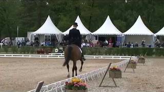 Video koně Bukowski