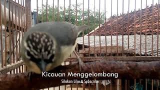 Download lagu Nada Call Burung Opior Jambul untuk Memancing Buru... mp3