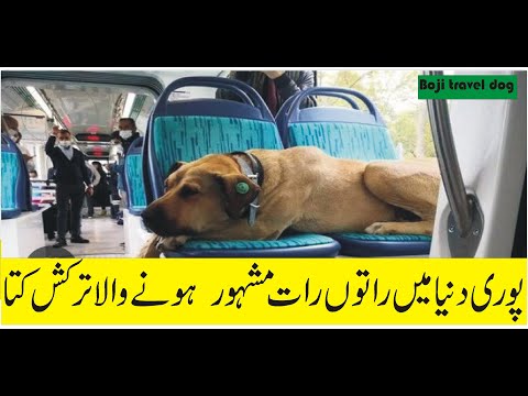 Boji, Istanbul's Most Famous Dog ||Regular Commuter on Ferries Buses Metro Trains ||