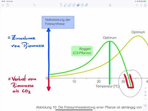 Fotosyntheserate bei C3  und C4 Pflanzen