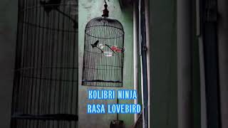Download lagu KONIN-KOLIBRI NINJA NEMBAK LOVEBIRD KONIN ISIAN LOVEBIRD||ARIESBIRD#SHOTS mp3
