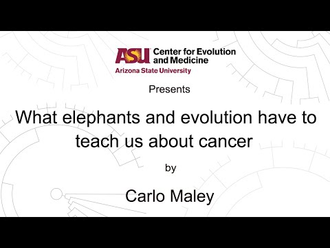 What elephants and evolution have to teach us about cancer | Carlo Maley