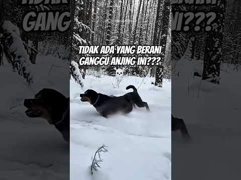 Gak Ada yang Berani Ganggu Anjing Ini... Karena Adiknya Seekor Macan Kumbang!😱  #shorts #animals