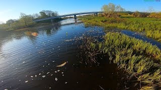 Ловля вимбы на реке сиандиен кимба
