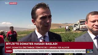 BİTLİS'TE 34 BİN 130 DEKARLIK ALANDA ÜRETİLEN DOMATESİN HASADI BAŞLADI