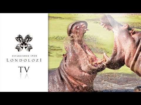 Incredible Hippo Fight - Londolozi TV