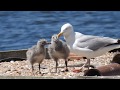 Herring Gull Feeding Chicks