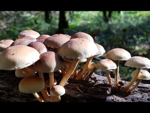 Germán Alejandro Garmendia Aranis (Spanish Pronunciation: [xeɾˈman Aleˈxandɾo Ɣaɾˈmendja Aˈɾani