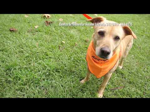 Los Peludos Buscan Su Hogar: Monita 6 años. [PROMO 6] - Telemedellín