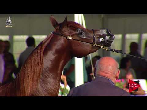 N.45 KHALY NUR - 2017 Italian Nationals - 2 Years Old Colts (Class 5)