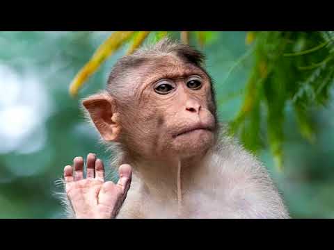 1 Hour of Monkey Sounds | ProSounds