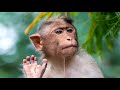1 Hour of Monkey Sounds | ProSounds
