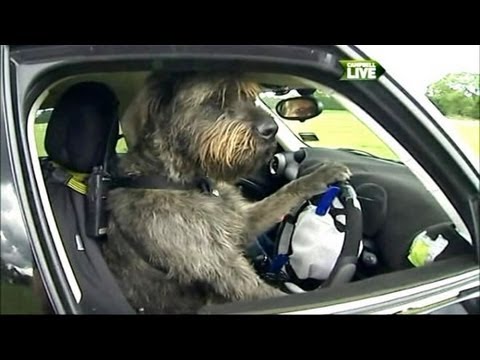 Incredible Video: Dogs Learning to Drive