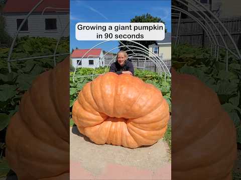 Growing a giant pumpkin in 90 seconds