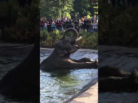 Elephant Pool Party at Oregon Zoo