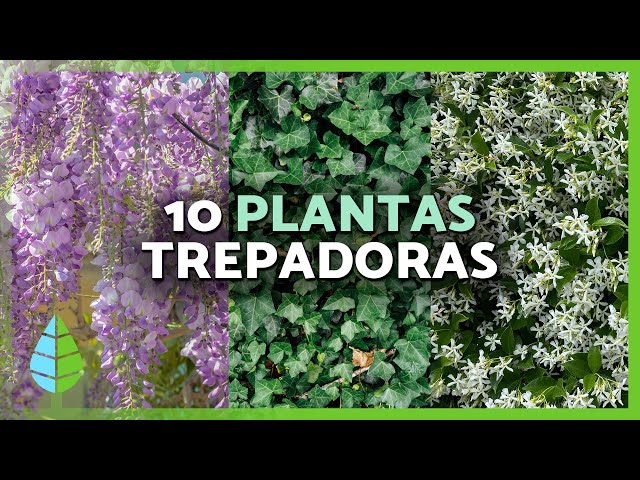 Vídeo relacionado con Arco de jardín con revestimiento de zinc duradero para plantas trepadoras, estructura de soporte resistente a la intemperie (350 x 267 x 60 cm), perfecto para decoración de jardín y crecimiento de
