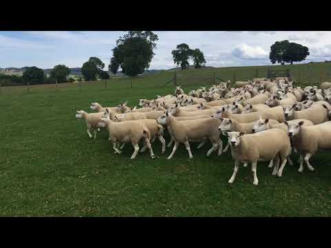 Texel x Ewes by Auction 23/08/18