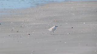 preview picture of video 'White-faced Plover (Charadrius dealbatus)'
