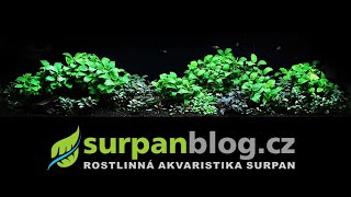 120 liter LowTech aquarium with anubias and bucephalandras in bloom | SURPAN.cz
