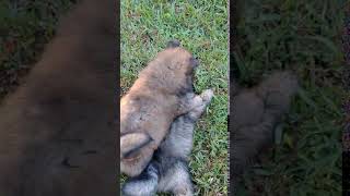 Video preview image #4 Chow Chow Puppy For Sale in LAKELAND, FL, USA