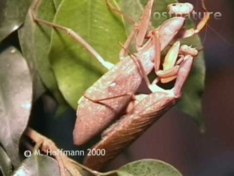 Paarung von Gottesanbeterinnen der Gattung Sphodromantis, mating praying mantis