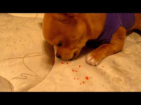 YouTube video about: Are pop rocks bad for dogs?