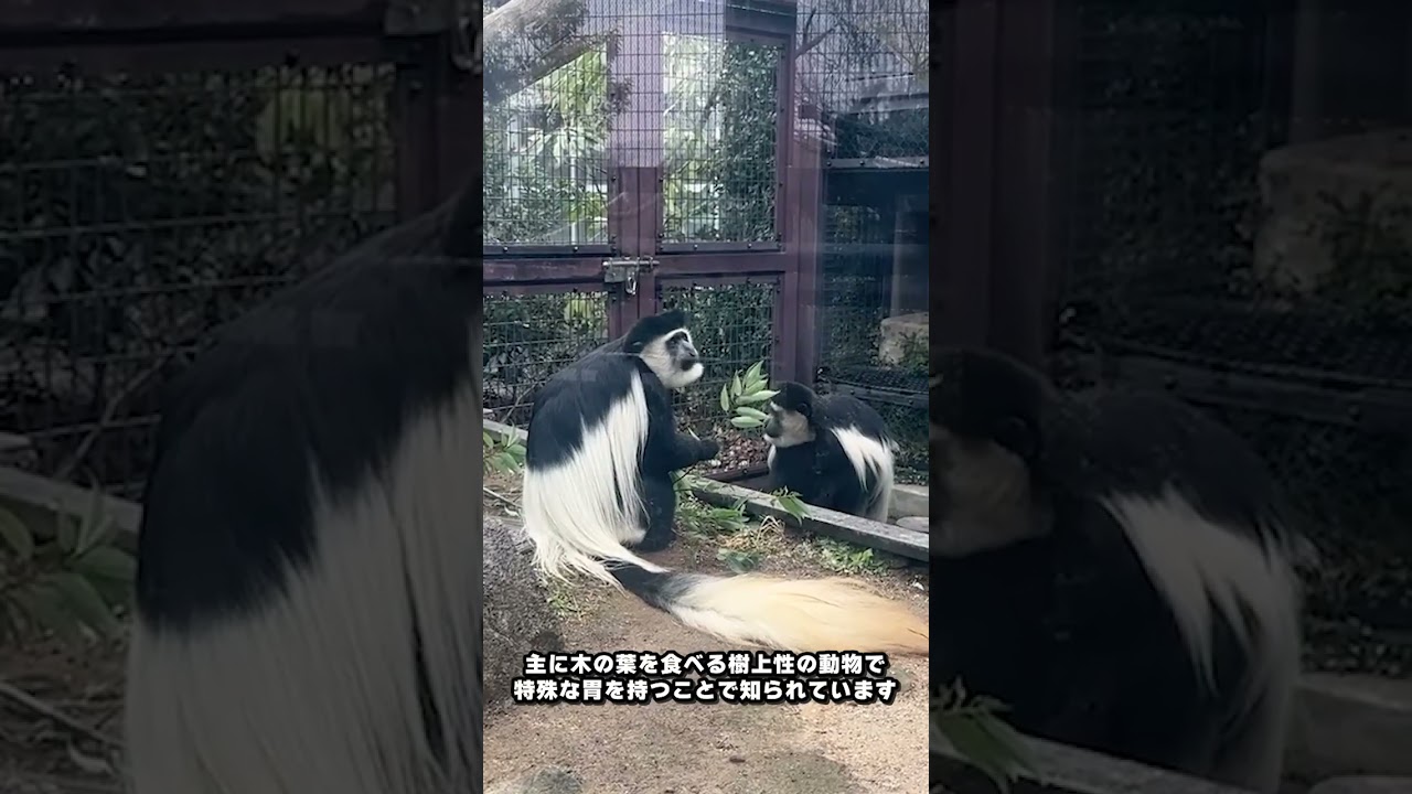 【よこはま動物園ズーラシア】アビシニアコロブス🐵🐵　#shorts
