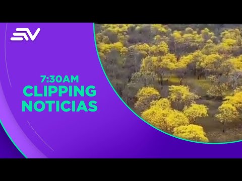 Florecen los guayacanes de Colimes en Guayas | Televistazo en la Comunidad