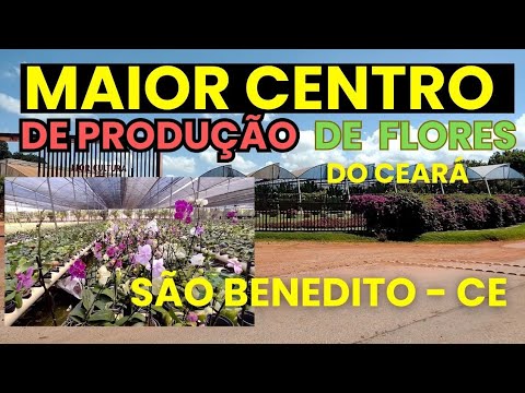 maior centro de distribuição de flores são benedito ceará