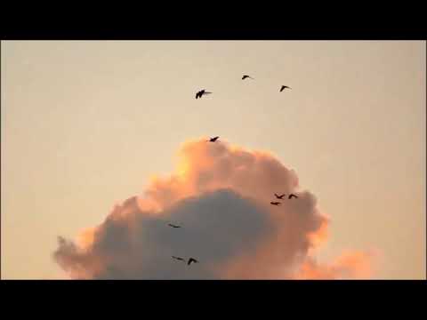 Alton Nawalage /Thatu Labuna