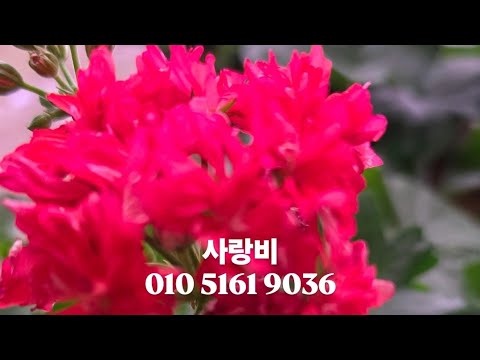 ### 리갈제라늄 세트분양 합니다 010 5161 9036 으로…