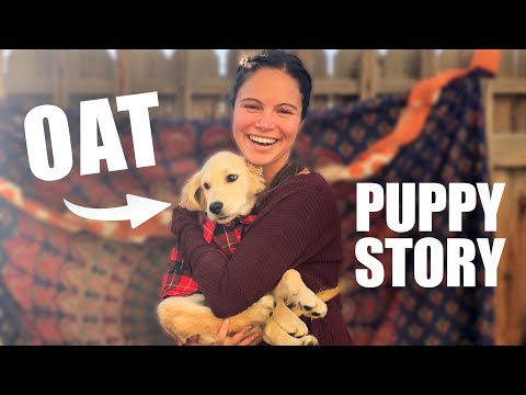 I was NOT prepared for oatmeal as a puppy (storytime)