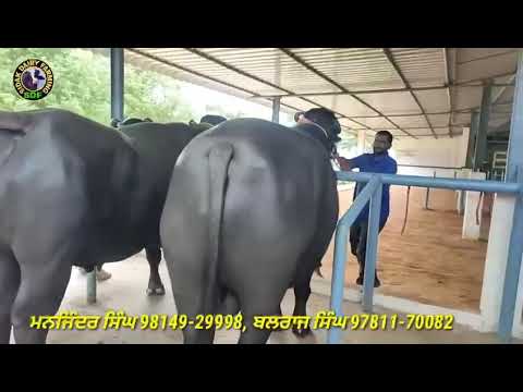 khan bull ABC semen bank, veervali wala
