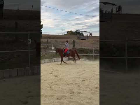 Wie alt seid ihr? 💚 #reiten #viral #galopp