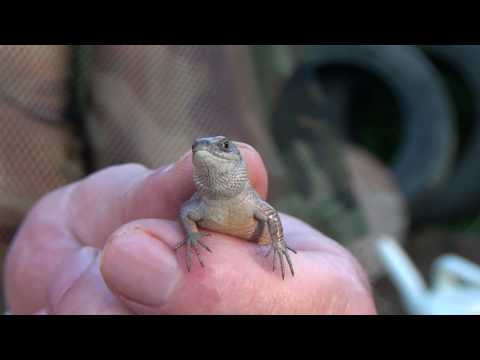 Sony HDR-CX350E Macro video sample (FULL HD)
