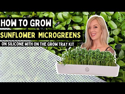 Grow Sunflower Microgreens Without Soil at Home: Simple Steps