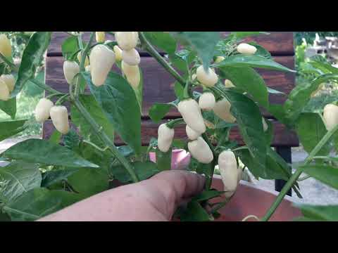 download lagu mp3 mp4 Habanero White Chili, download lagu Habanero White Chili gratis, unduh video klip Habanero White Chili