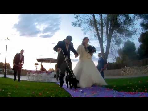 Perro Saliendo Con Novios por Pasillo en Boda