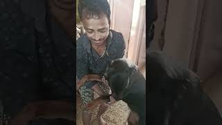 #romy #competition #dog #dada #support #attitude #bubu #viral #rottweiler #love