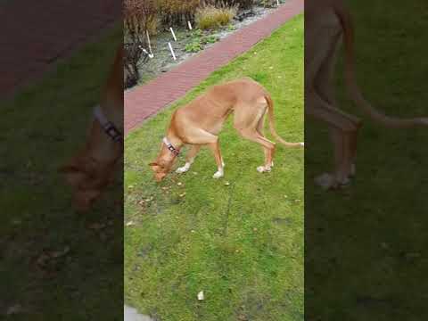 Hope ... Botanische tuin Zuidas