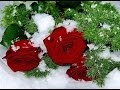 Лариса Долина и Александр Панайотов - Цветы под снегом 