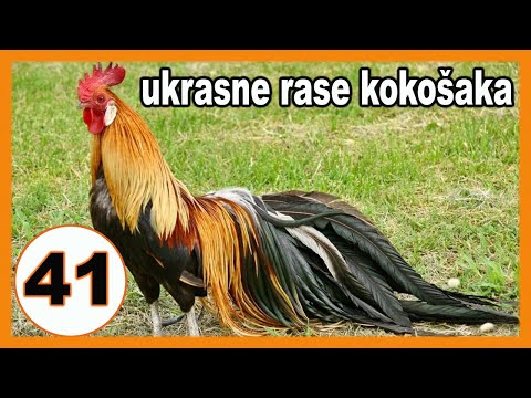 , title : 'Popularne ukrasne kokoške - predstavljanje 41 rase kokošaka'