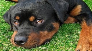 THE FULL STORY: Hawthorne Police Department Kill Rottweiler Dog in front of owner. Excessive Force?