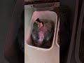African Grey And Macaw Chicks Available Greyparrot Macaw Shorts Ytshorts