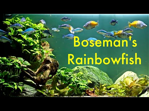 Boeseman's Rainbowfish — Melanotaenia boesemani